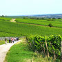 06.08.2025 Kiedrich (Stassen) Rundwanderweg - P1: Die letzten Meter in den Weinbergen, bevor wir Kiedrich erreichen.