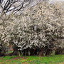 25.03.2026 Rundweg Auf der Schanz-Heftrich-Silbersee - P1: Herrlich blühender Baum.