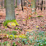 05.02.2025 Panrod-Wallrabenstein - P1: Am Wegesrand befinden sich viele bemalte Baumscheiben.
