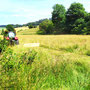 18.06.2025 Rundweg Oberauroff-Ehrenbach-Niederauroff-Oberauroff - P1: Das Gras wird für die Heuernte gemäht.
