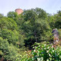 06.08.2025 Kiedrich (Stassen) Rundwanderweg - P1: Blick vom Ortsrand hinauf zur Burg Scharfenstein.