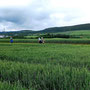 04.06.2025 Idstein - Rundweg Nord - P2: Weit auseinander gezogen durch Feld und Flur.
