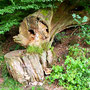 25.06.2025 Bad Schwalbach - Rundweg Kurpark - P1: Toter Baum am Wegesrand.
