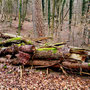 01.02.2024 Idstein - Rundweg Süd 2 (Ponyhof) - P2: Auch im Winter hat der Wald seinen Reiz.