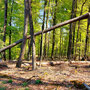 22.04.2026 Rundweg Siedlung Wildpark (über Hohe Kanzel) - P1: Dieser Baum ist ganz schön geknickt.