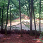 18.06.2025 Rundweg Oberauroff-Ehrenbach-Niederauroff-Oberauroff - P1: Ein Weiher mitten im Wald.