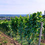 06.08.2025 Kiedrich (Stassen) Rundwanderweg - P1: Blick durch den Weinberg der Ehe auf Kiedrich und die Burg Scharfenstein.