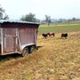05.02.2025 Panrod-Wallrabenstein - P1: Unterwegs treffen wir auf ein paar Schafe.