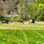 29.04.2026 Parkbucht hinter Neuweilnau-Rod an der Weil - P2: Ziegen an der Weilstraße.
