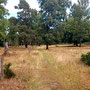 30.07.2025 Rundweg Riedelbach - P1: Schöner Pfad mitten durch die Riedelbacher Heide.