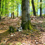 22.04.2026 Rundweg Siedlung Wildpark (über Hohe Kanzel) - P2: Der Wald in der Nähe des Schuhbaums.