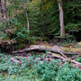 15.10.2025 Radweg an der L3031 (hinter Beuerbach)-Dauborn (über Gnadenthal): Ein Baumstamm, mit Pilzen und Moos bewachsen, am Wegesrand.