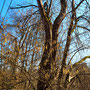 04.03.2026 Nauroder Kreuz-Rambach - P2: Ein Baum mit Haselwürmchen.