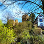 15.04.2026 Wallrabenstein - Graf Walram Rundweg - P2: Noch ein Blick auf die Burgruine Wallrabenstein, bevor es zurück zum Parkplatz geht.