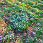 04.03.2026 Nauroder Kreuz-Rambach - P2: Schneeglöckchen am Rand  der Streuobstwiesen vor Rambach.