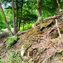 18.06.2025 Rundweg Oberauroff-Ehrenbach-Niederauroff-Oberauroff - P1: Praktisch überall findet man Felsen am Wegesrand.