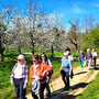 08.04.2026 Schloss Wi-Freudenberg-Frauenstein - P2: Und immer wieder blühende Kirschbäume.