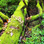 08.10.2025 Rundweg Fischbacher Kopf (über Alsdorfer Weiher) - P2: Mit Moos und Pilzen bewachsene gefällte Baumstämme.