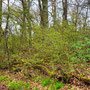 25.03.2026 Rundweg Auf der Schanz - P2: Auch die Büsche schlagen aus.