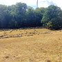 30.07.2025 Rundweg Riedelbach - P1: Eine riesige Schaf- und Ziegenherde (ca. 800 Tiere nach Auskunft des Schäfers).