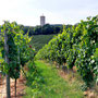 06.08.2025 Kiedrich (Stassen) Rundwanderweg - P1: Noch einmal ein Blick zurück auf die Burg Scharfenstein.