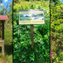 11.06.2025 Rundweg Großer und Kleiner Feldberg - P1: Weitere Schnappschüsse am Wegesrand.