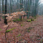 05.02.2025 Panrod-Wallrabenstein - P1: Schöner unaufgeräumter Wald.