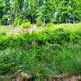 18.06.2025 Rundweg Oberauroff-Ehrenbach-Niederauroff-Oberauroff - P1: Vorbei an großen Feldern voller giftigem Fingerhut mitten im Wald.