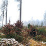 15.01.2025 Rundweg Zugmantel bei Orlen - P2: Nebelschwaden sorgen für ein mystisches Bild des Waldes.