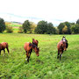 15.10.2025 Ohren-Dauborn - P2: Pferde auf einer Koppel.