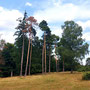 30.07.2025 Rundweg Riedelbach - P1: In der Riedelbacher Heide.