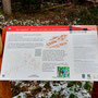 15.01.2025 Rundweg Zugmantel bei Orlen - P1/P2: Info-Tafel über die Römer.