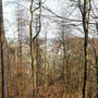 28.02.2024 Schlangenbad-Rauenthal - P1: Blick durch die Bäume auf Georgenborn.