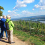 01.10.2025 Niederwalddenkmal-Rüdesheim - P2: Blick über die Weinberge auf Rüdesheim und den Rhein.