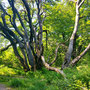 11.06.2025 Rundweg Großer und Kleiner Feldberg - P1: Ingeborg und ein toller Baum mit vielen Stämmen.