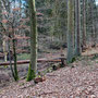 01.02.2024 Idstein - Rundweg Süd 2 (Ponyhof) - P1: Roland überlegt noch, ob er über den Baumstamm balancieren soll.