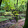 08.10.2025 Rundweg Fischbacher Kopf (über Alsdorfer Weiher) - P2: Baumstämme über dem Schwabach.