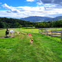 17.09.2025 Rettershof - Rundwanderweg R5 - P2: Vorbei an einer Koppel mit Pferden und frei laufenden Hunden.