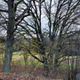 12.02.25 Escher Kopf-Wörsdorf - P1: Breit verzweigte Baumformation am Wegesrand.