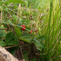 21.05.2025 Rundweg Theißtal - P3: Walderdbeeren am Wegesrand.
