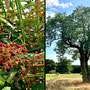 20.08.2025 Runde Mensfelder Kopf - Rotes Meer - P1: Brombeerstrauch und ein sehenswerter Baum.
