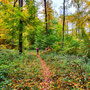 22.10.2025 Buchfinkenland-Rundwanderweg Oberrod - P2: Auf einem schmalen Pfad durch den Wald in Richtung Oberrod.