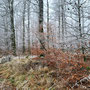 22.01.2025 Waffelfabrik Orlen-Steckenroth - P1: Durch einen herrlichen Winterwald ohne Schnee.