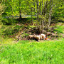 29.04.2026 Parkbucht hinter Neuweilnau-Rod an der Weil - P2: Schafe mit dicker Wolle im Schnepfenbachtal.