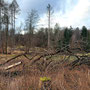 29.01.2025 Rundweg Parkplatz Eisersbach B417 - P1: Kranker Wald, aber trotzdem beeindruckend.