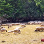 30.07.2025 Rundweg Riedelbach - P1: Auch die Tiere suchen den Schatten.