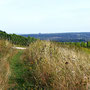 06.08.2025 Kiedrich (Stassen) Rundwanderweg - P1: nach dem Verlassen des Waldes eröffnet sich ein toller Ausblick, u.a. mit dem ZDF (rechteckiger Kasten im Hintergrund).