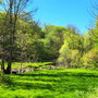 29.04.2026 Parkbucht hinter Neuweilnau-Rod an der Weil - P2: Die Weil im Weiltal.