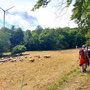 30.07.2025 Rundweg Riedelbach - P1: Am Waldrand entlang vorbei an der Schaf- und Ziegenherde.