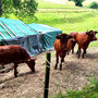 18.06.2025 Rundweg Oberauroff-Ehrenbach-Niederauroff-Oberauroff - P1: Rinder auf einer Weide bei Ehrenbach.